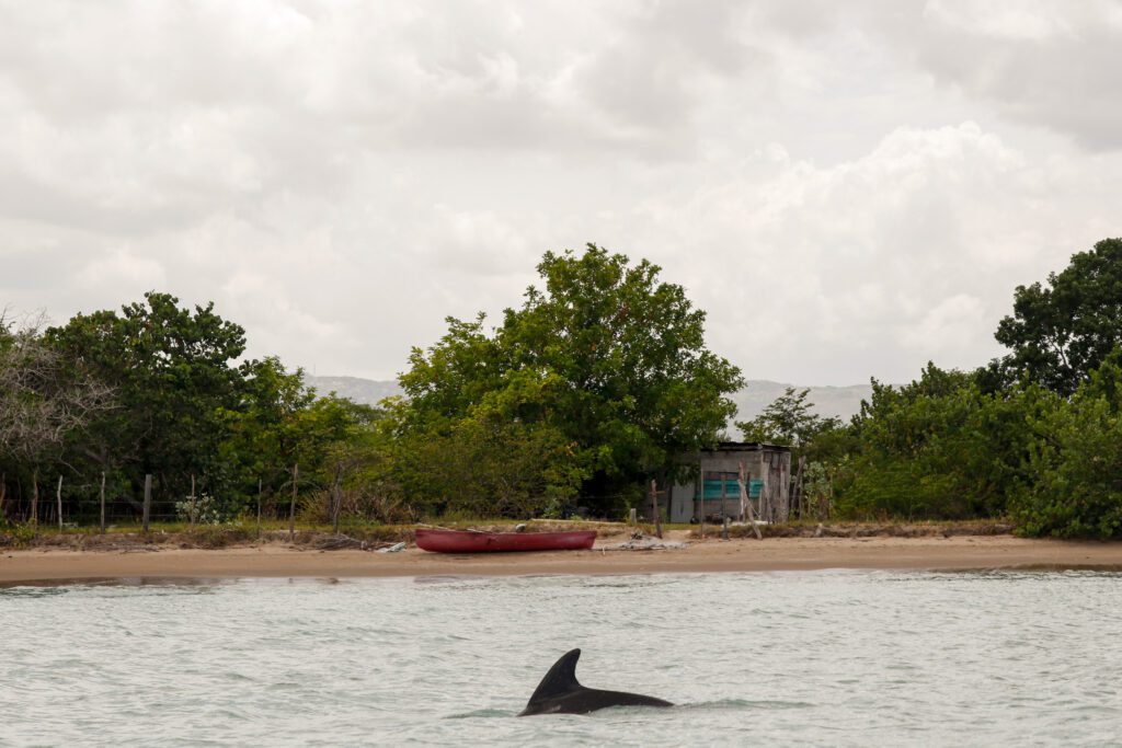 Een dolfijn kan je tegen komen tijdens het duiken in Jamaica