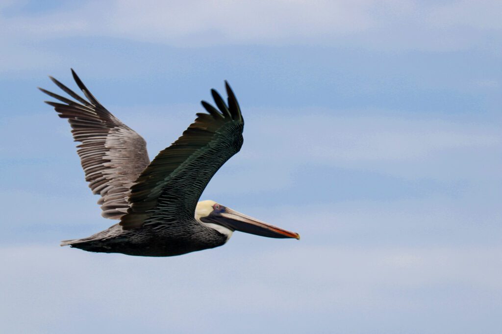 Een bruine pelikaan in de natuur op Jamaica