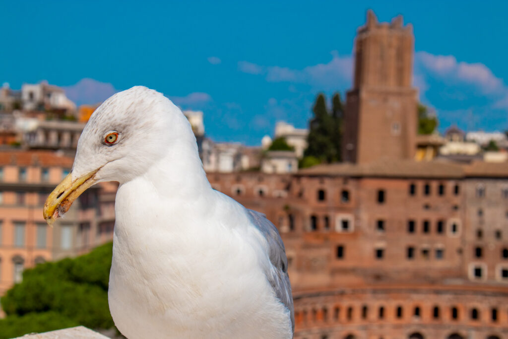 Wilde dieren in Italië vind je niet alleen in de Italiaanse natuur, maar ook gewoon in Rome