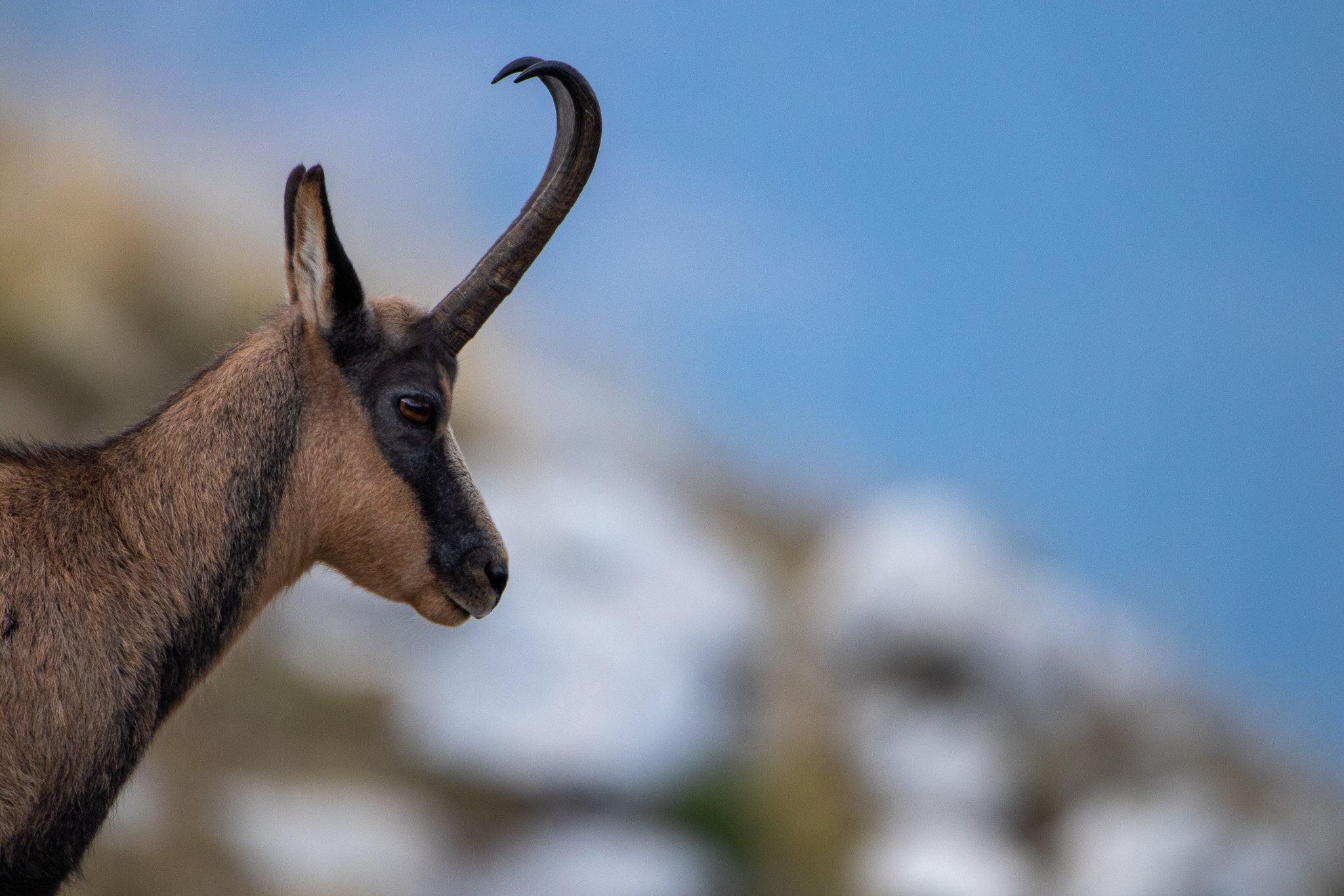 Een abruzzen gems een van de wilde dieren in Italië die je kunt vinden tijdens onze 3-weekse rondreis door Italië met de auto