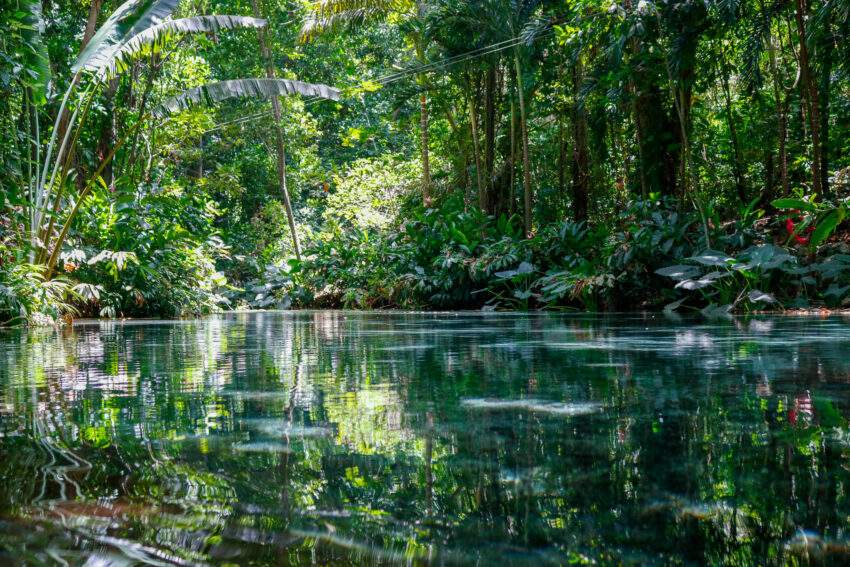 De natuur op jamaica. Suriname