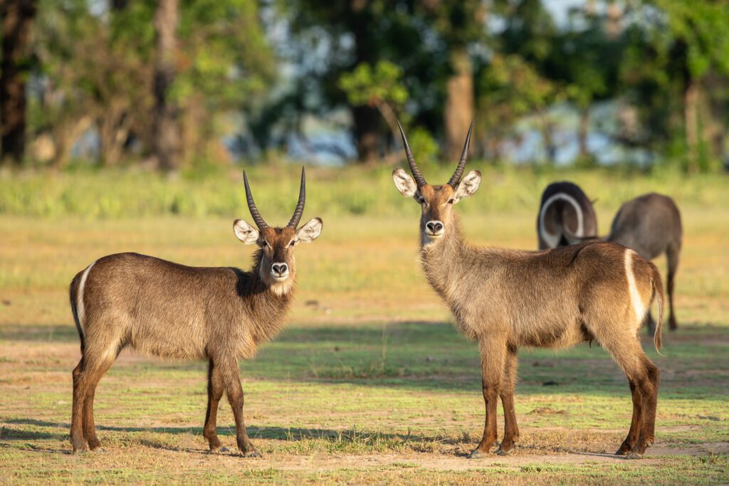 Twee mannelijke waterbokken in Liwonde nationaal park.