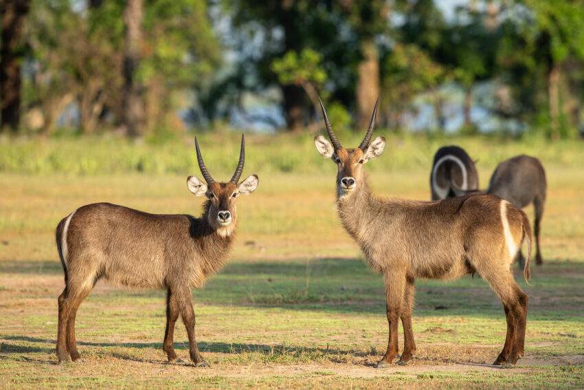 Twee mannelijke waterbokken in Liwonde nationaal park.