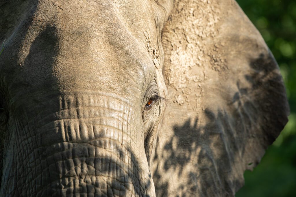 Een savanneolifant in Liwonde nationaal park. olifanten in Malawi
