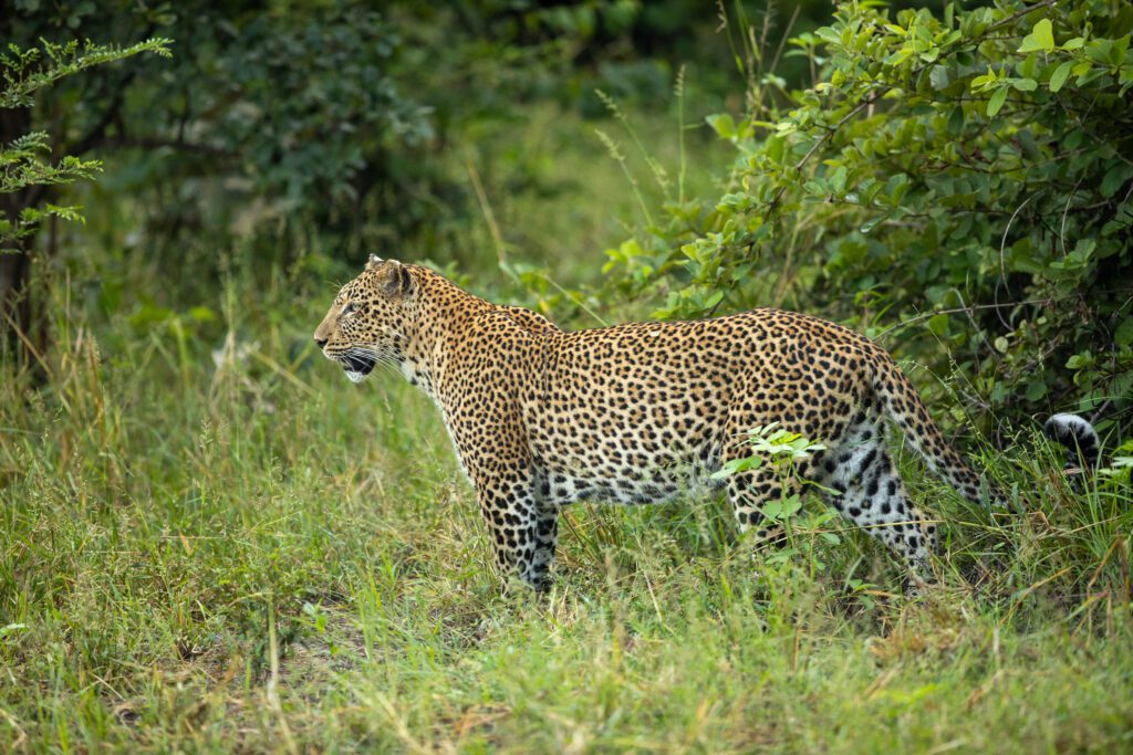 Afrikaans luipaard in South Luangwa, fotoreis Zambia