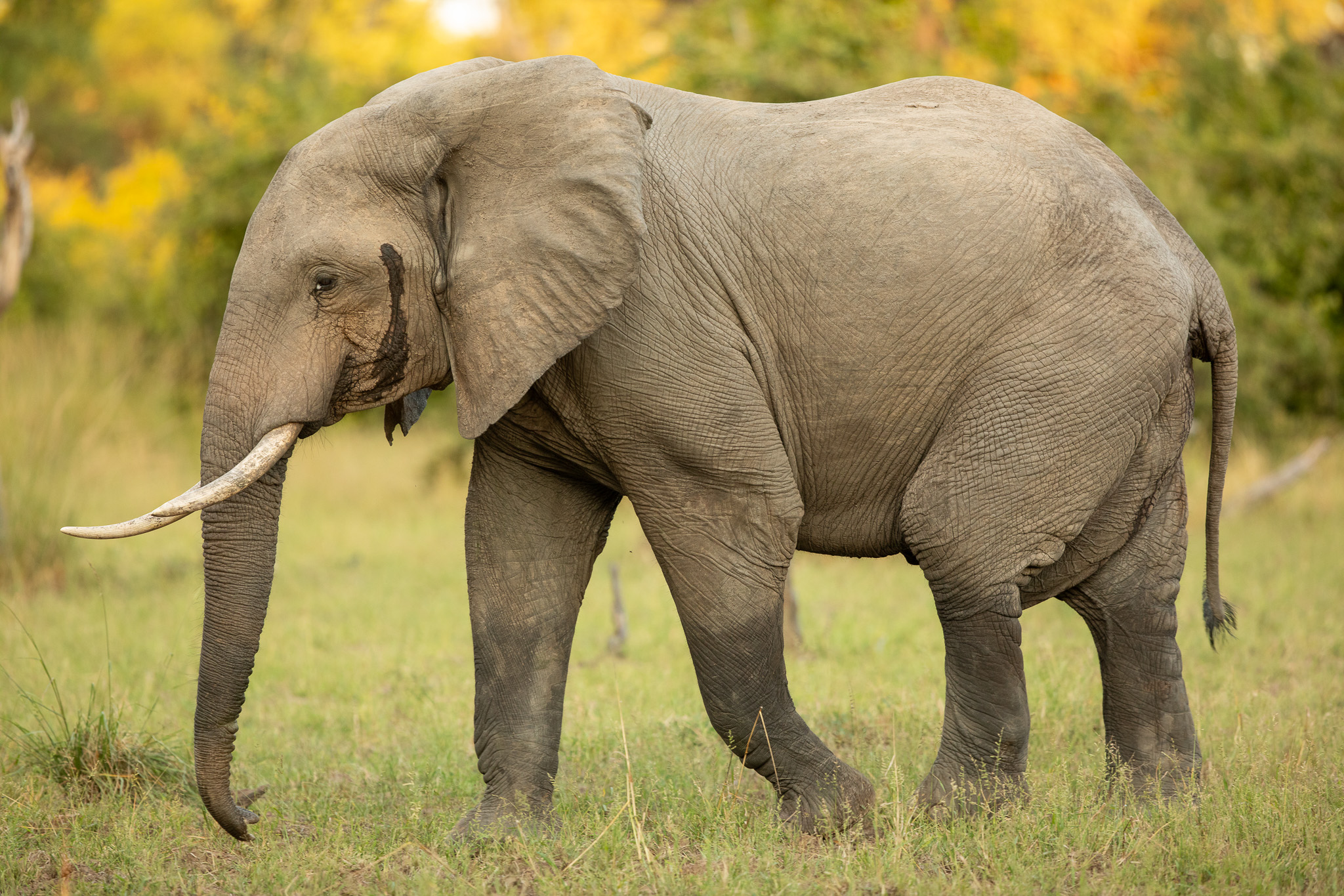 Een savanneolifant in Zambia. Majete Wildlife Reserve. Olifanten in Malawi