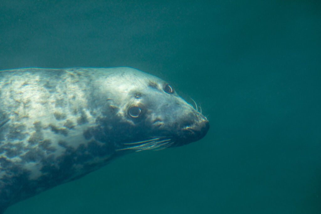 Een grijze zeehonden onder water