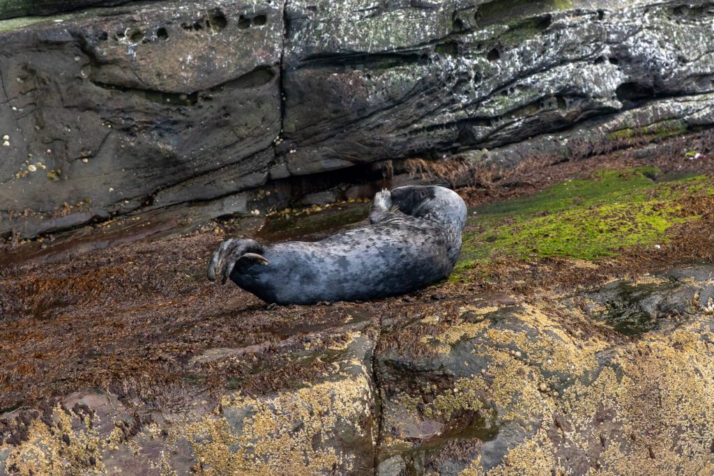 Zeehonden spotten in Nederland, een grijze zeehond