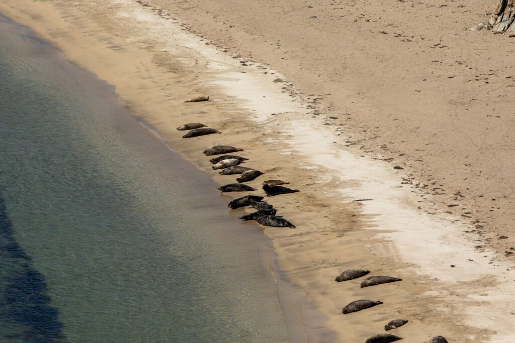 Gewone zeehonden op het strand