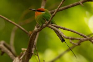 Boehms bijeneter die we tegen kunnen komen tijdens fotoreis Zambia. Deze leeft ook in meerdere nationale parken in Malawi