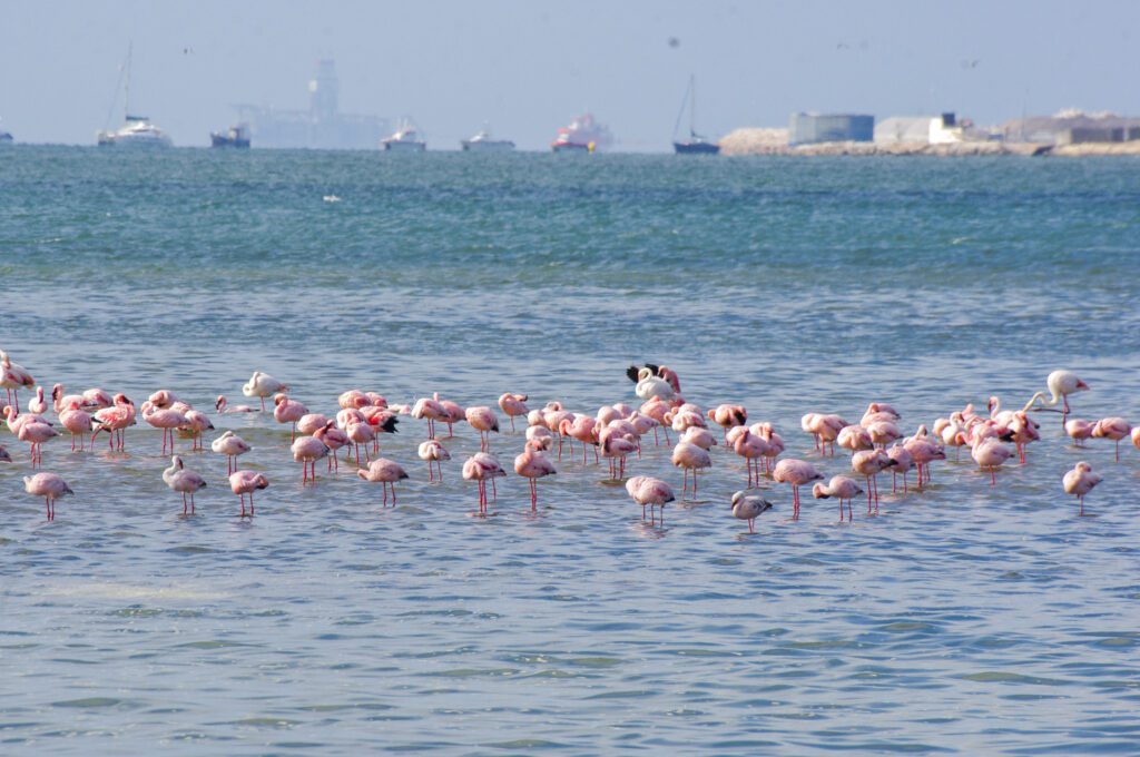 Kleine flamingo en gewone flamingo in walvisbaai