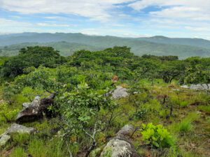 Ntchisi Forest Reserve, een van de laatste regenwouden van Malawi