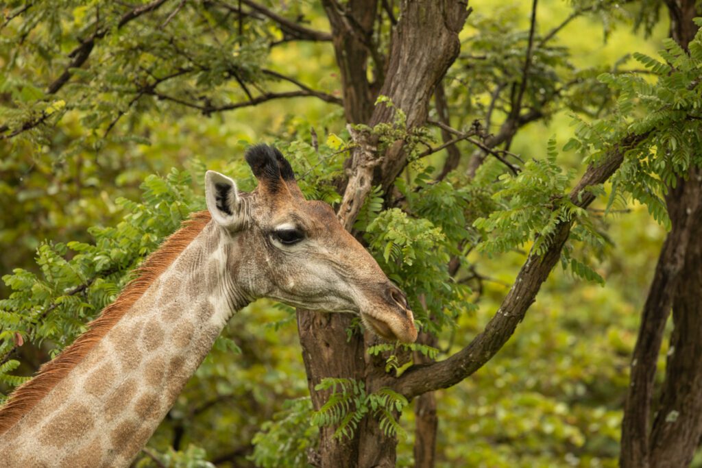 Ginny de giraffe, één van de weinige giraffen in Malawi. Kuti Wildlife Reserve