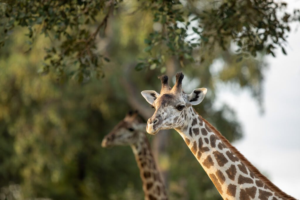 Leven er giraffen in Malawi