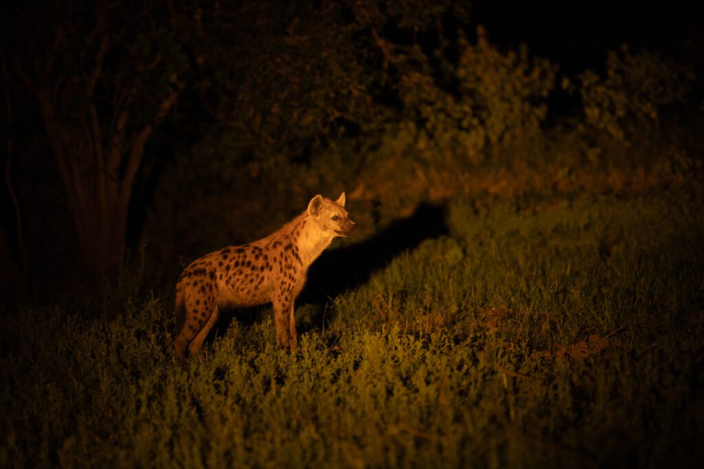 Een gevlekte hyena tijdens een nachtsafari in South Luangwa nationaal park, zambia