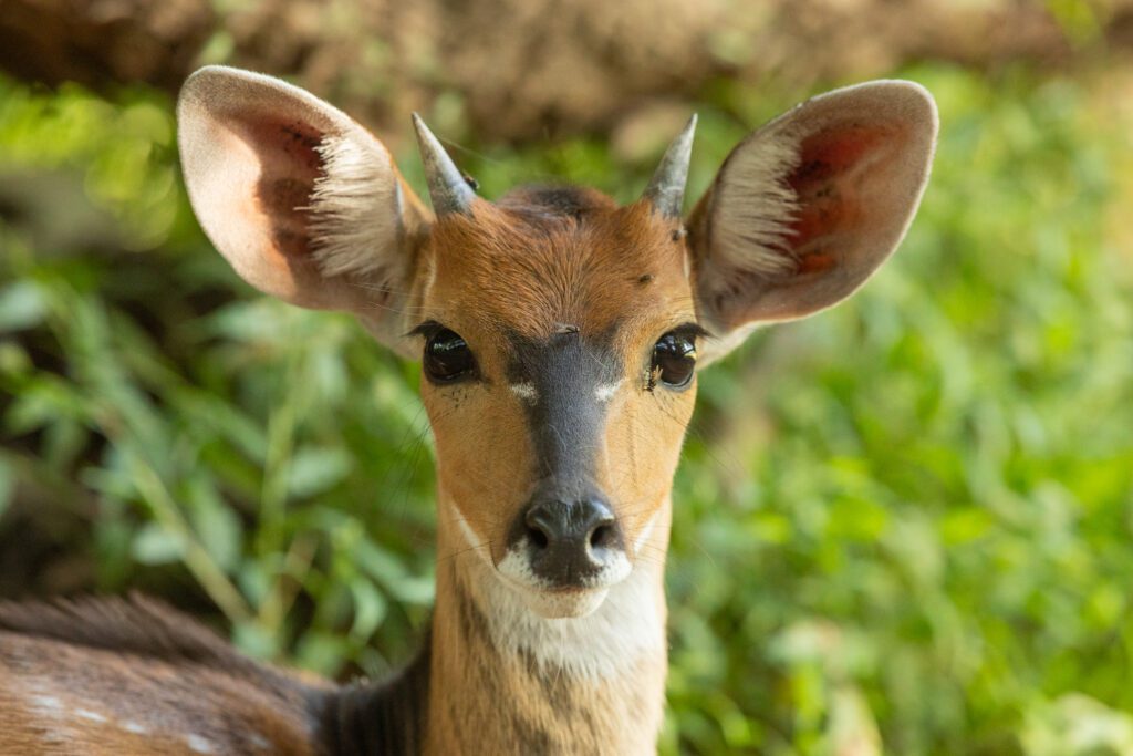 Een bosbok, één van de antilopen in Malawi