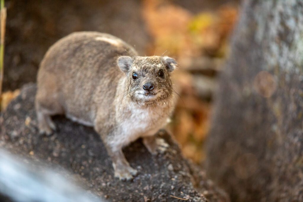 Klipdas in Lake Malawi nationaal park