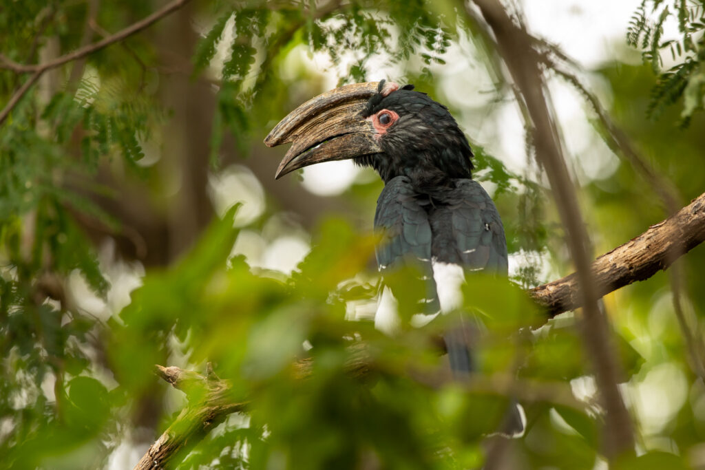 Trompetneushoornvogel bij de Blue Zebra Island Lodge, Lake Malawi nationaal park