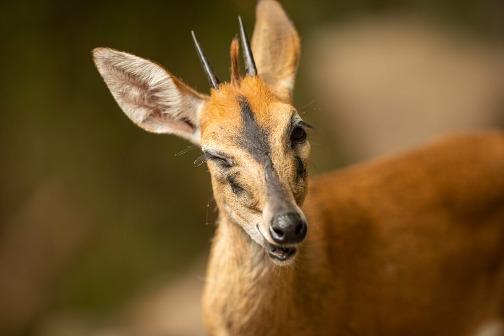 Een gewone duiker op Nankoma Island, Blue Zebra island lodge. Natuur in Malawi