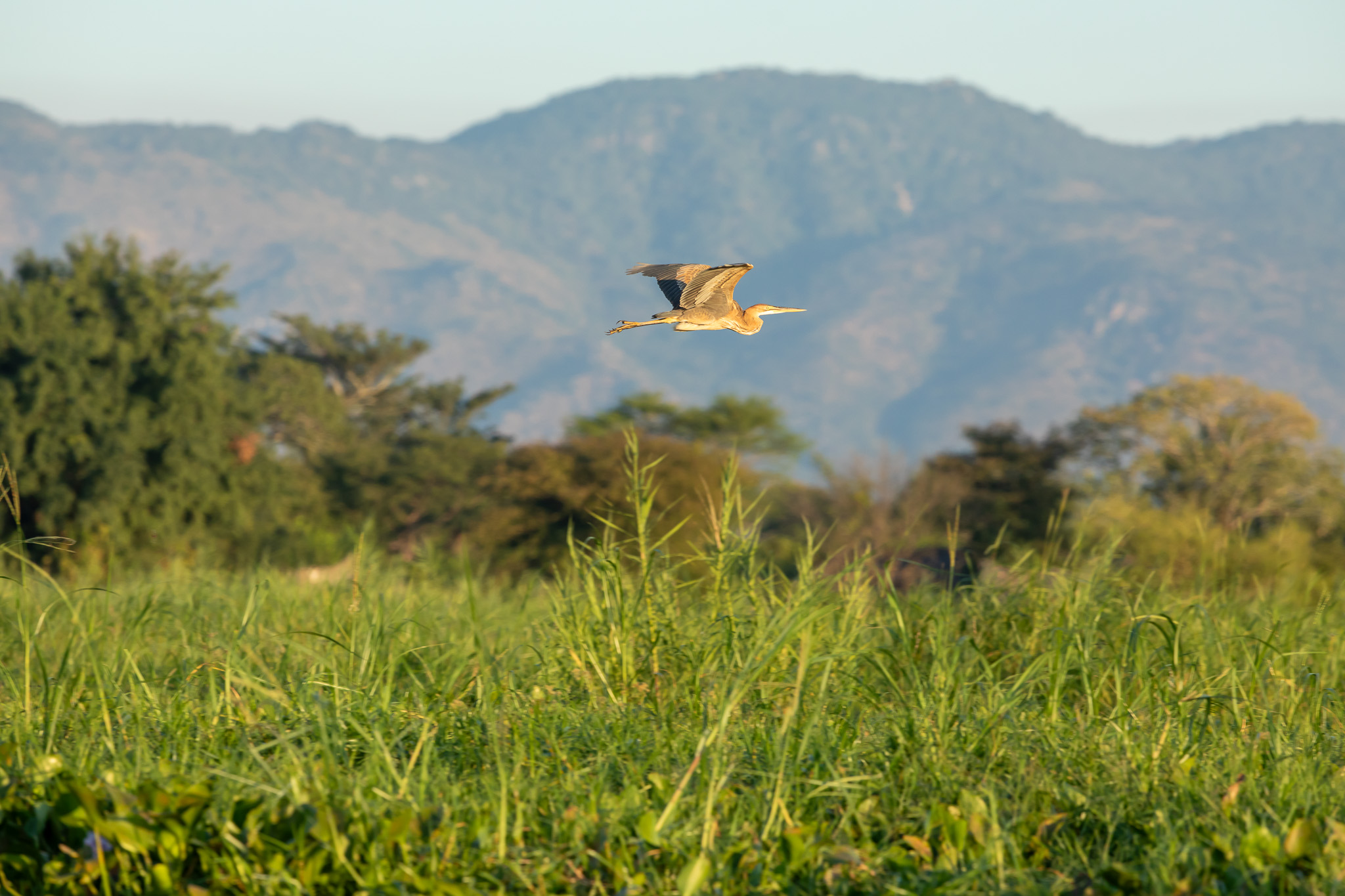 Een purperreiger in Liwonde nationaal park, natuur in Malawi