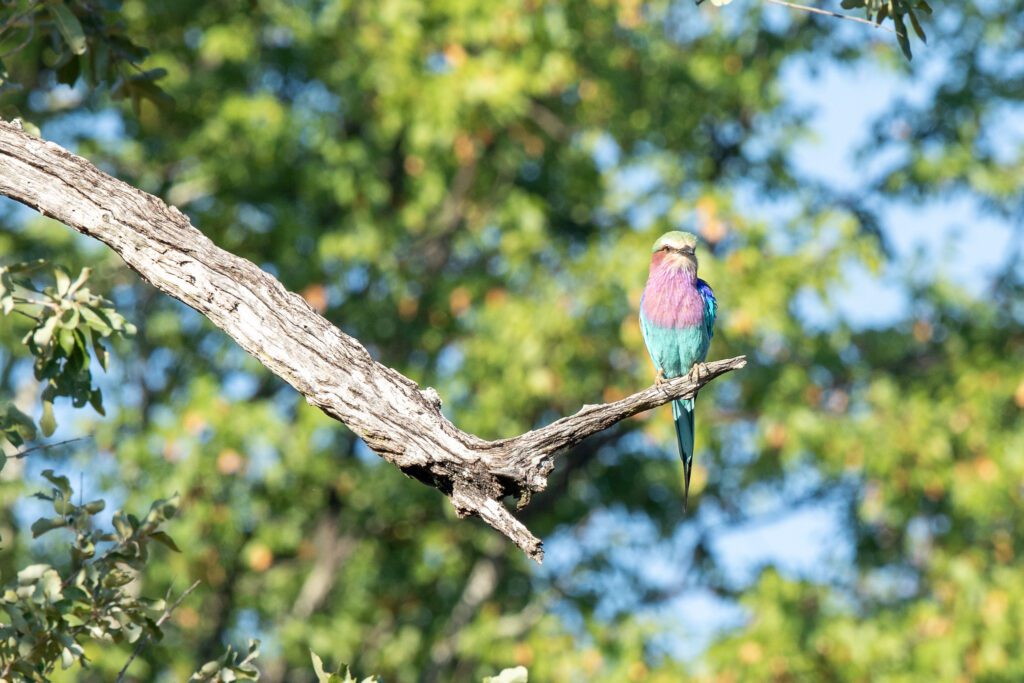 Vorkstaartscharrelaar in de natuur in Malawi