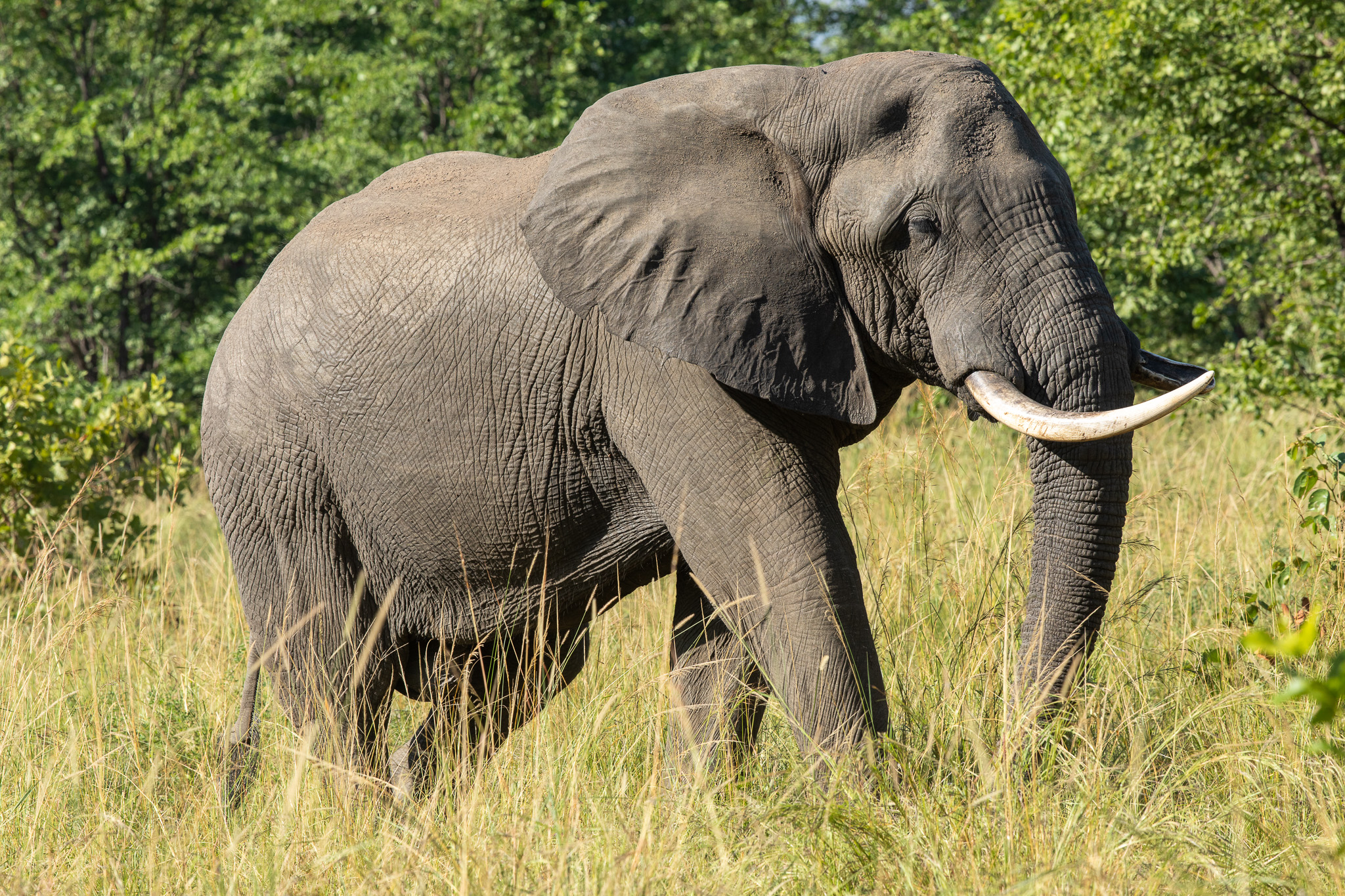 Savanneolifant in Malawi. Inpaklijst Malawi. Een van de big five in Malawi