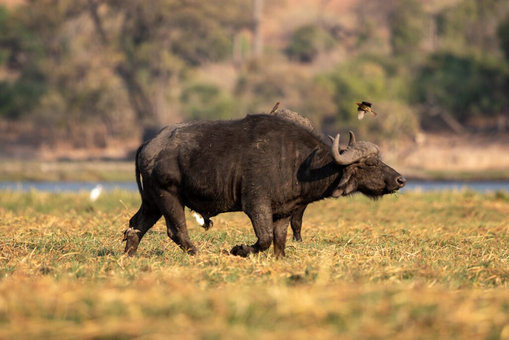 Een kafferbuffel in Malawi. Een van de Big Five in Malawi. Natuurgebieden op de Caprivistrook