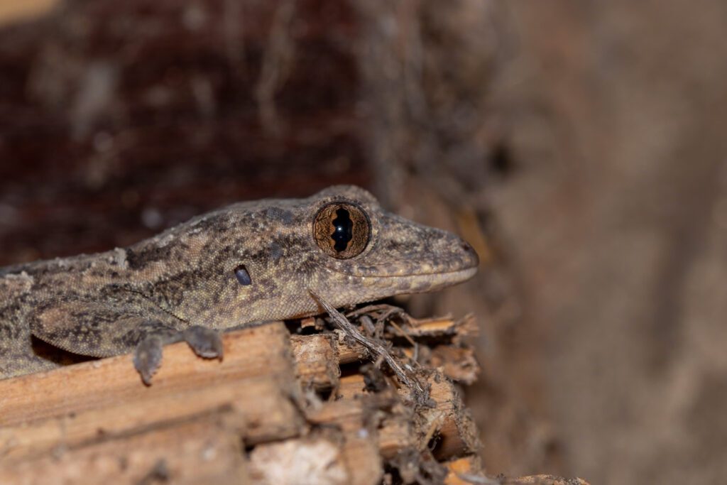 Een Afrikaanse huisgekko in Kuti Wildlife Reserve