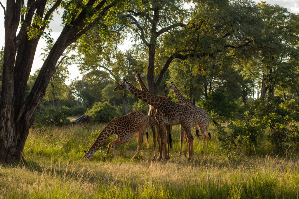 Giraffen in Zambia, South Luangwa nationaal park