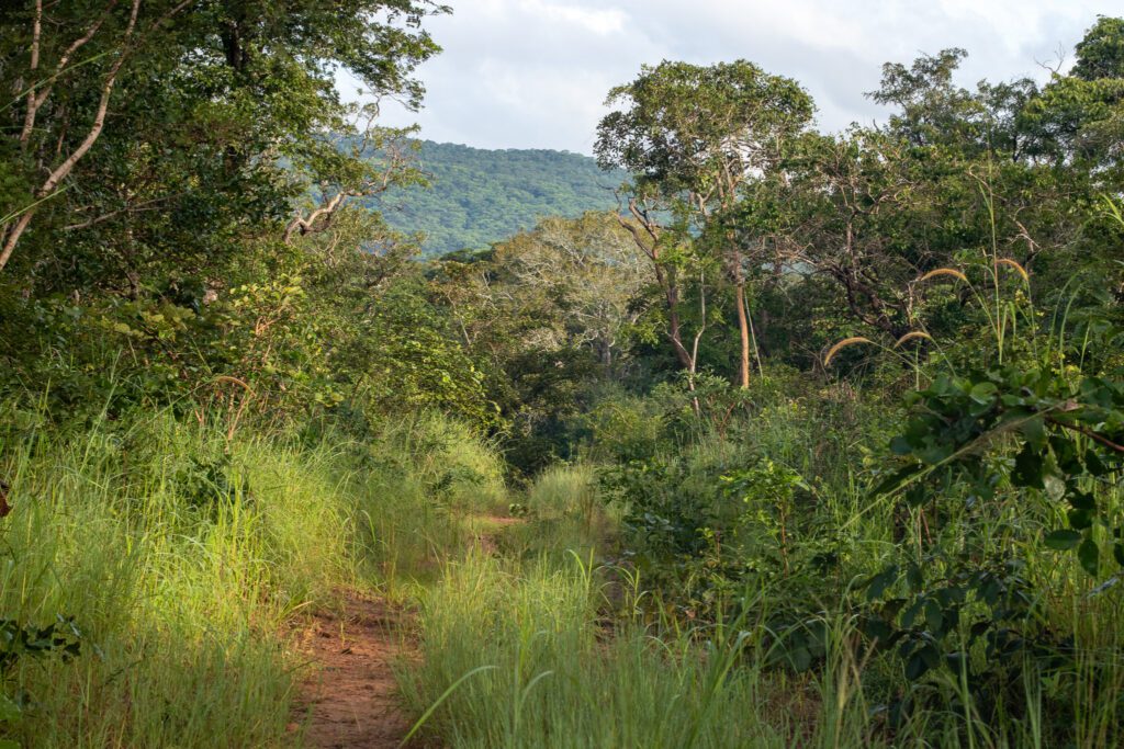 Nkohotakota wildlife reserve