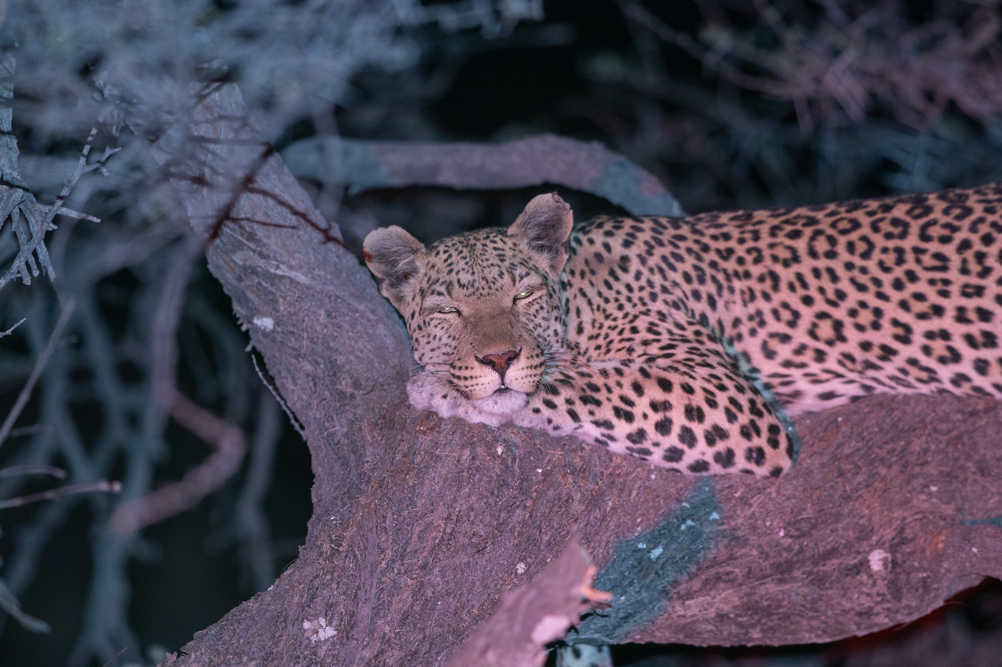 Een luipaard tijdens een nachtsafari Etosha nationaal park, Namibië