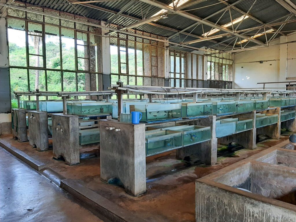 Stuart fish farm, Senga Bay