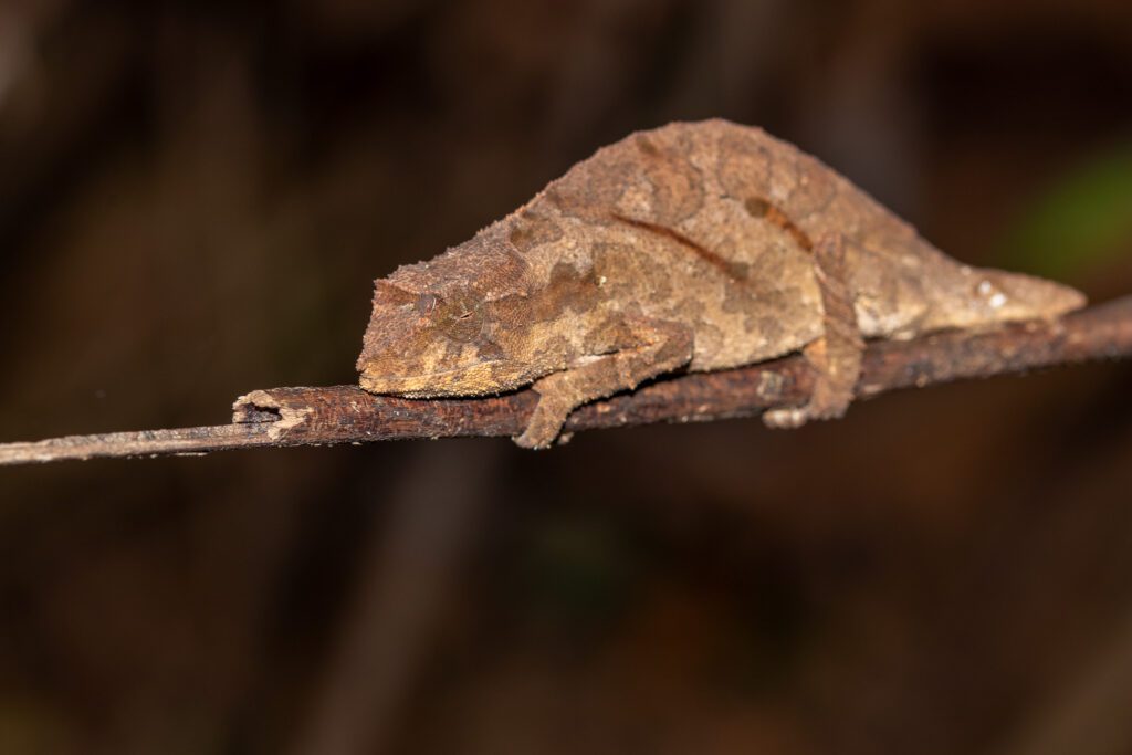 Ntchisi pygmy chameleon in het Ntcishi Forest Reserve