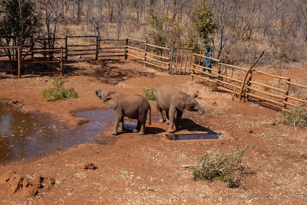 Lilayi Elpephant nursery