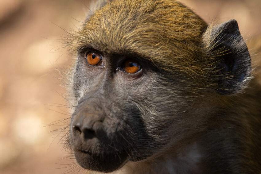 Een beerbaviaan bij de victoriawatervallen. Natuurcadeaus voor moederdag