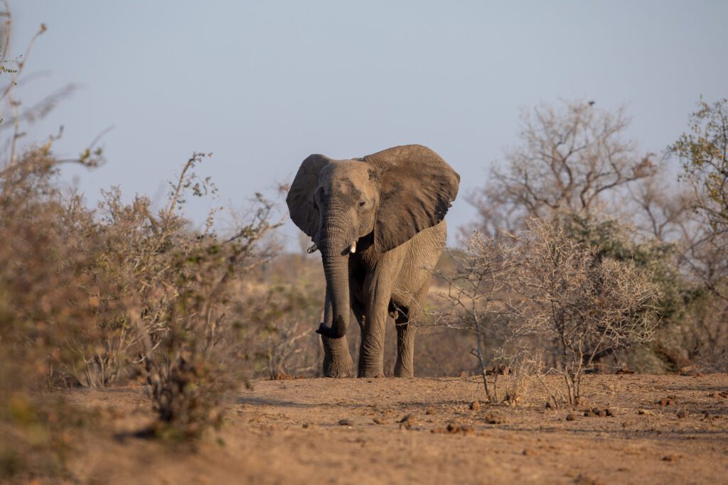 Een olifant in het Woodlands Community Reserve