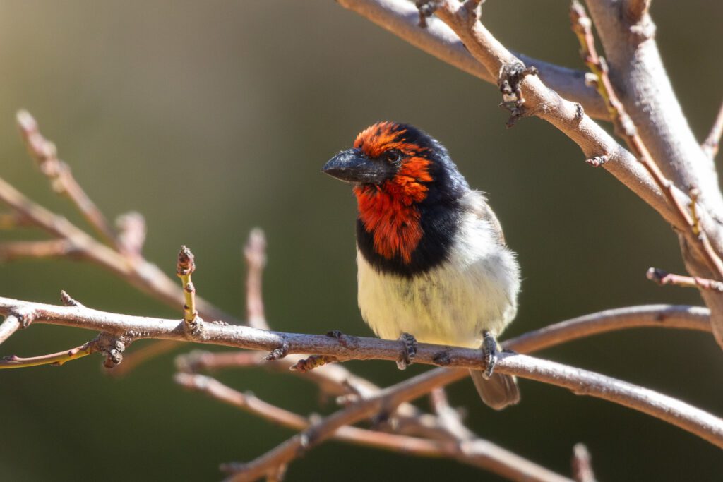 Een zwarthalsbaardvogel in Clarens, zuid-afrika