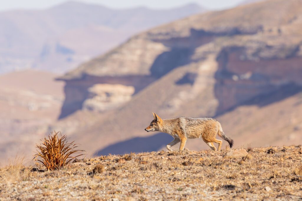 Een zadeljakhals in Golden Gate Highlands nationaal park