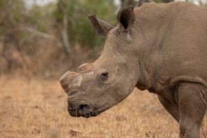 Een witte neushoorn in Hluhluwe-imfolozi park, Zuid-Afrika