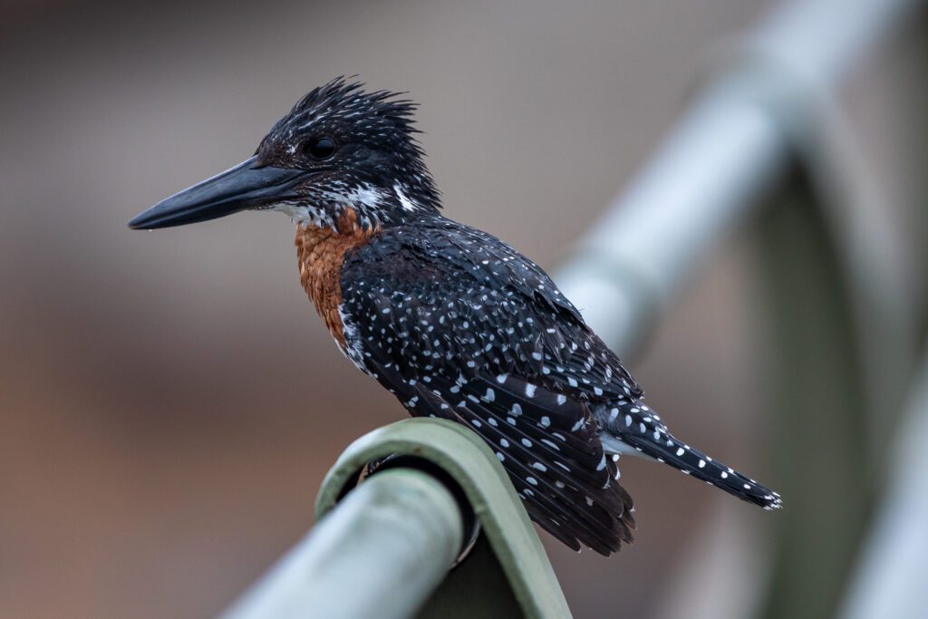 Een Afrikaanse reuzenijsvogel in Kruger