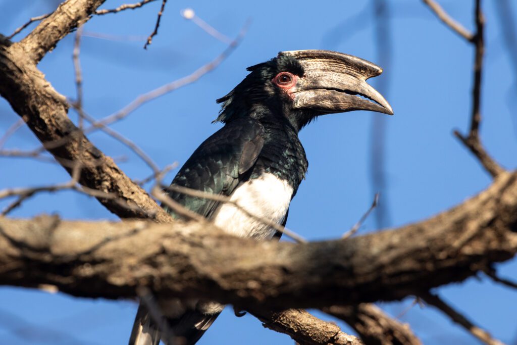 Trompetneushoornvogel