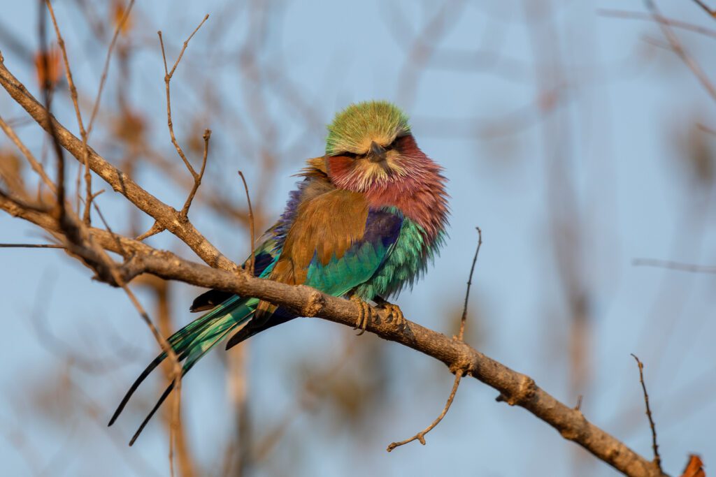 Vorkstaartscharrelaar in Kruger Nationaal Park