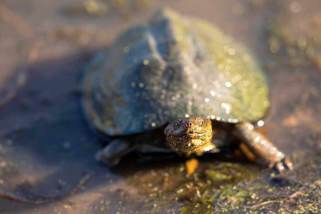 Een schildpad in het Kruger nationaal park