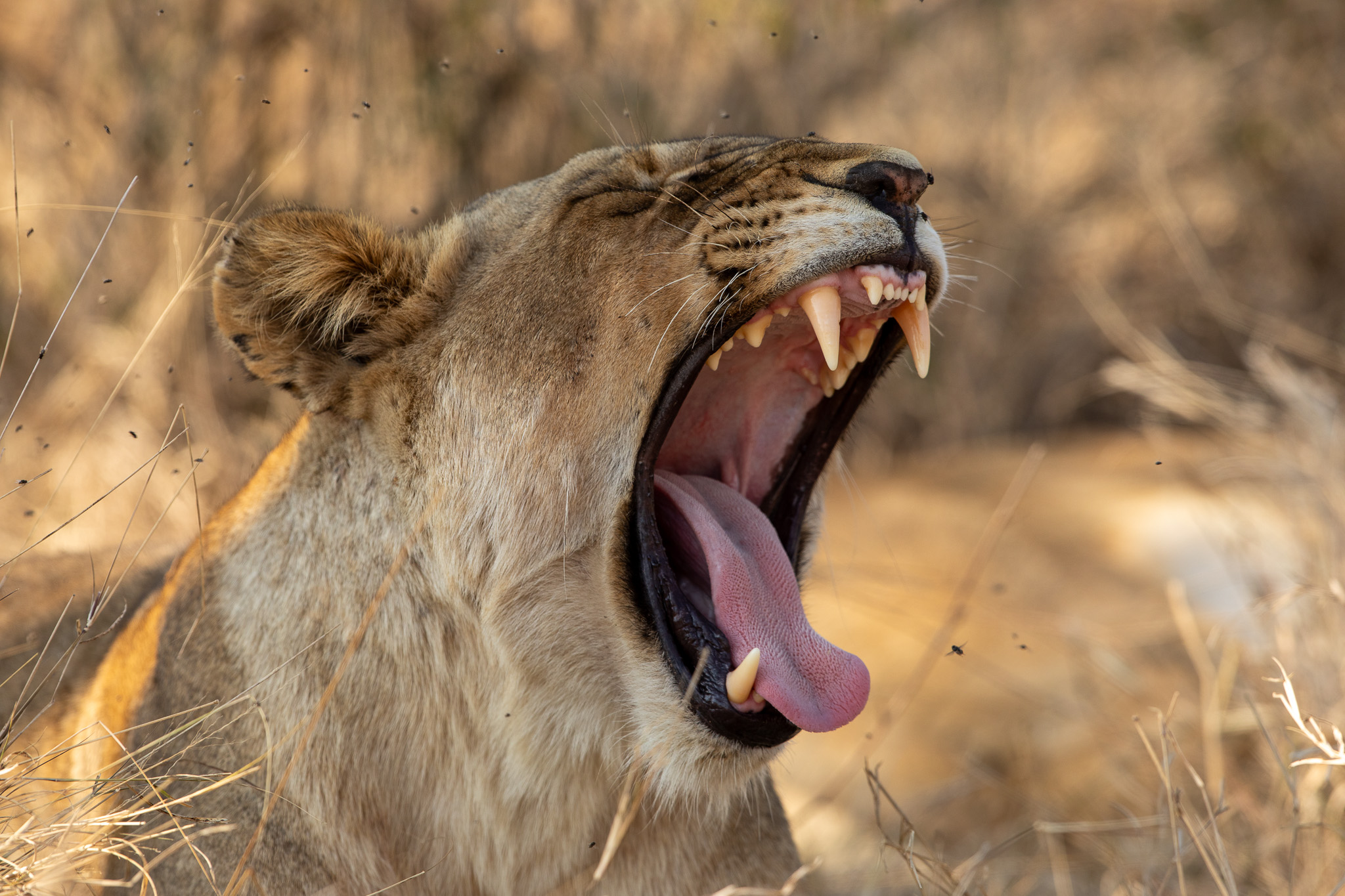 Een Leeuwin in het Kruger Nationaal Park. een van de Big Five in Zuid-Afrika