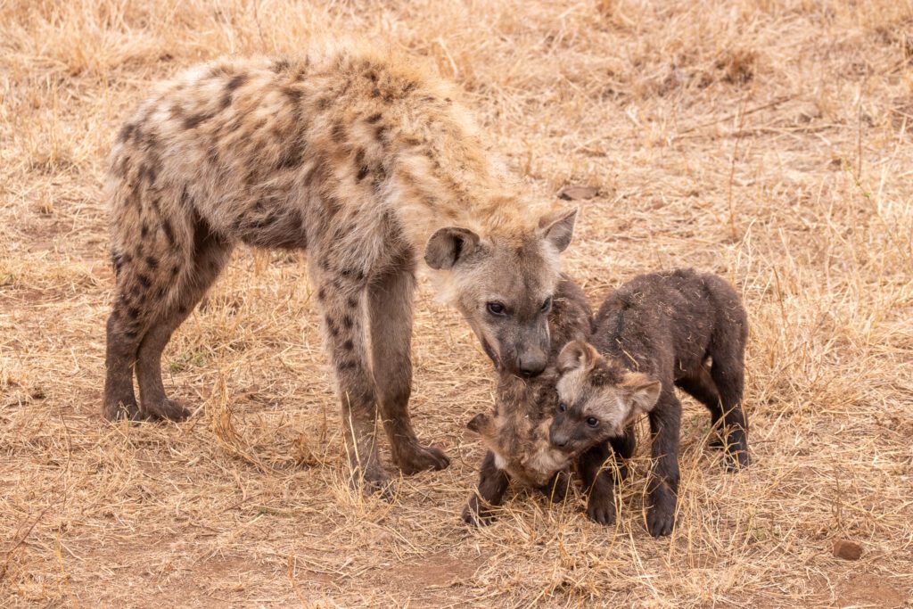 Gevlekte hyena's in Kruger nationaal park