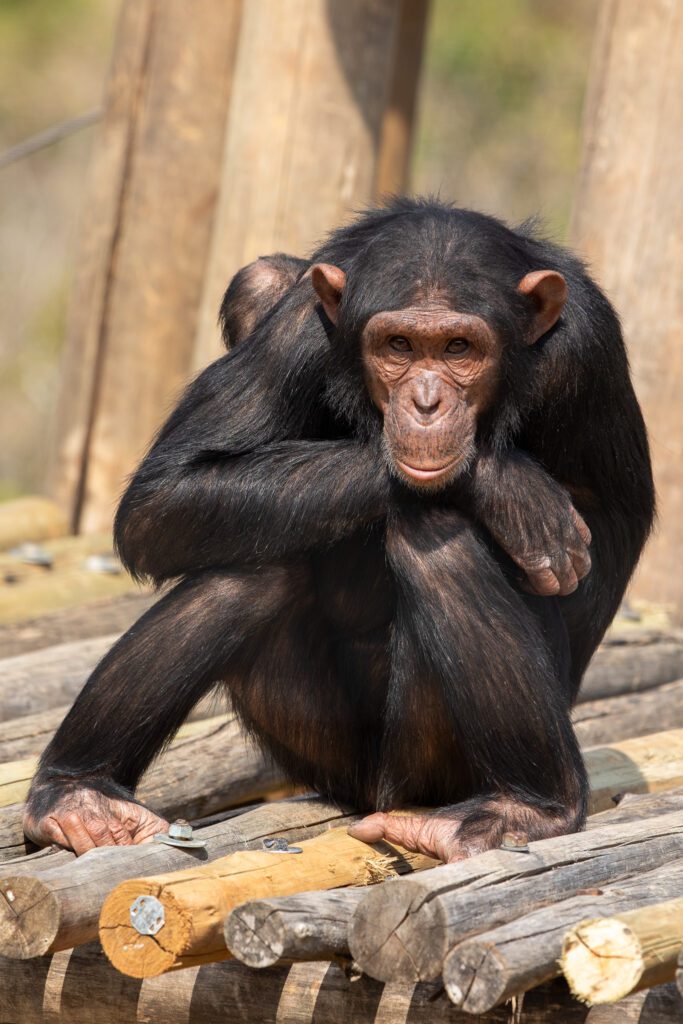 Chimpansee in Chimp Eden, wat te doen in het Kruger nationaal park