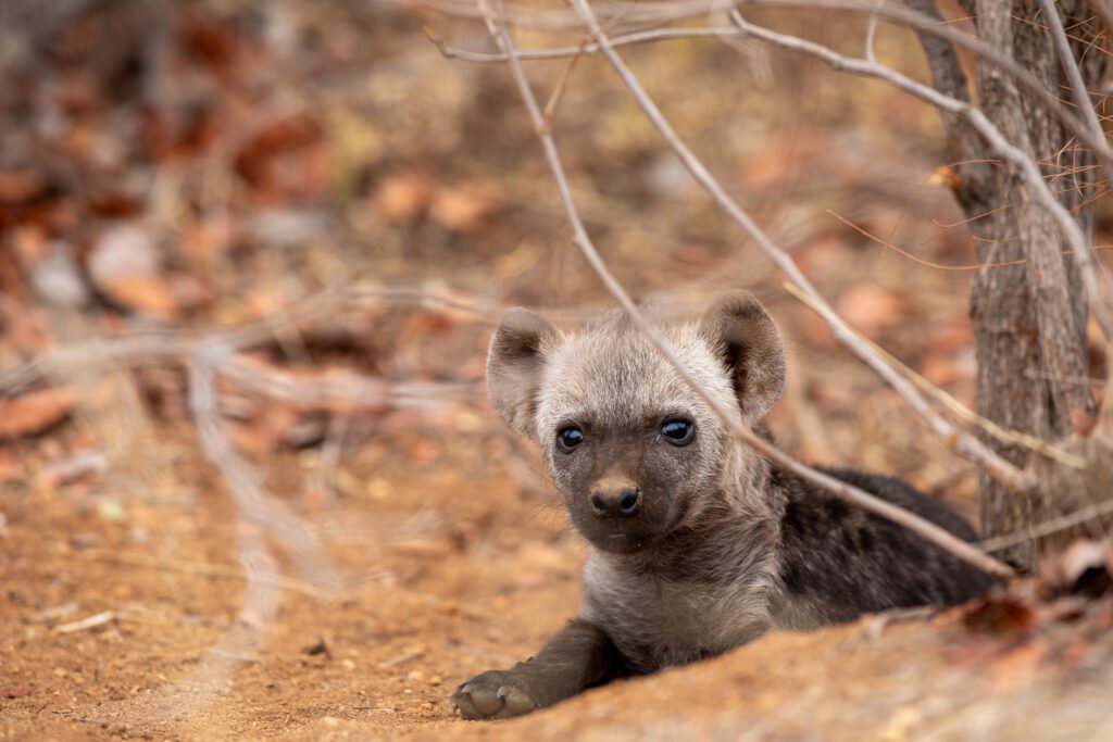 Hyenapup in kruger, een van de wilde dieren in kruger