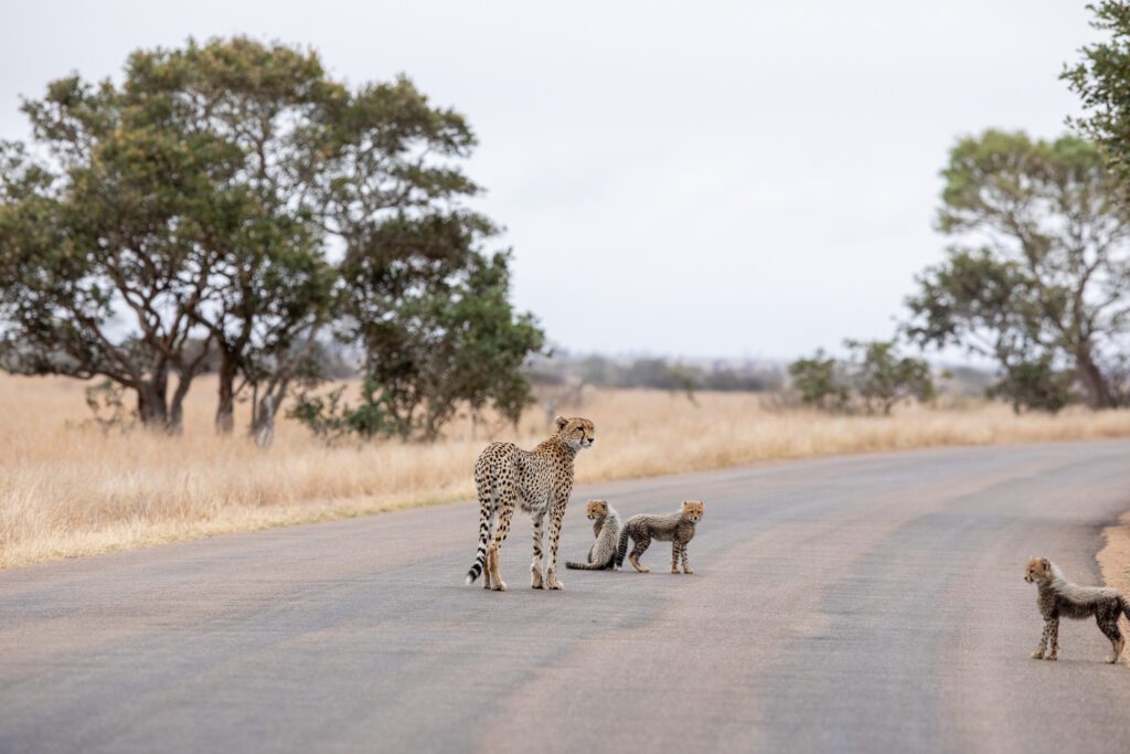 Cheeta met welpen in het Kruger nationaal park