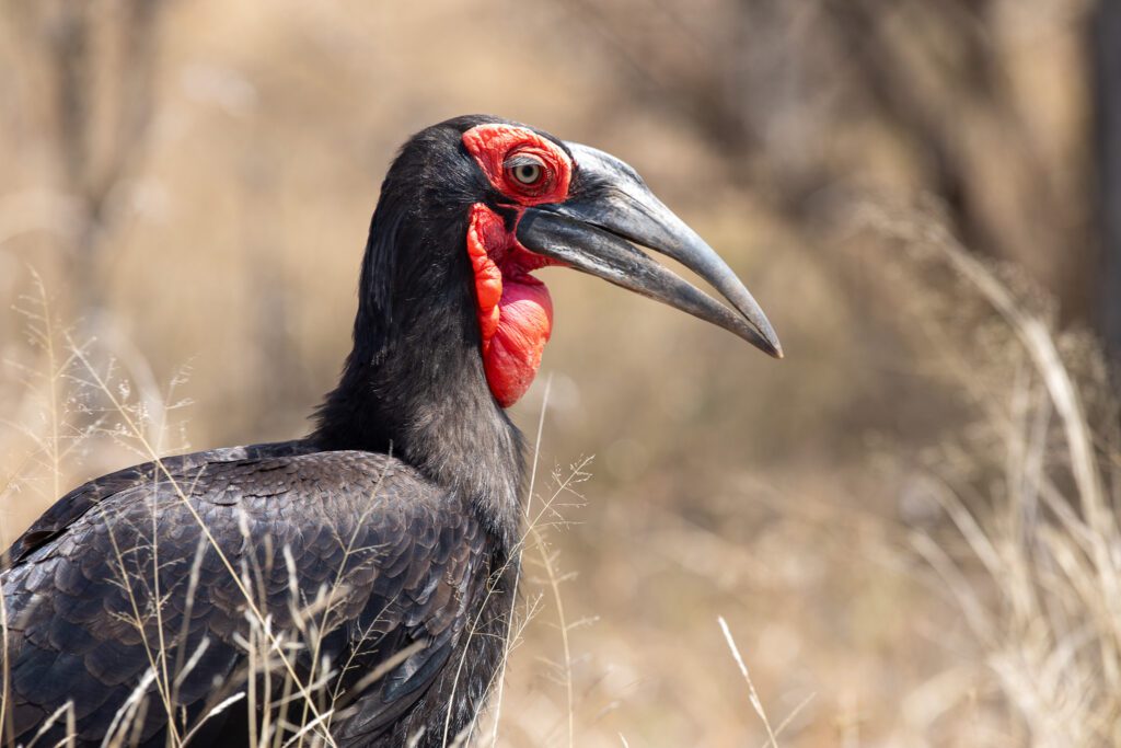 Een zuidelijke hoornraaf in kruger