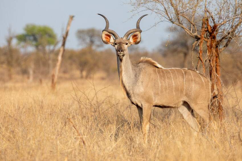 Een grote koedoe stier. Wildlife Kruger. Een van de grootste antilopen van Afrika.